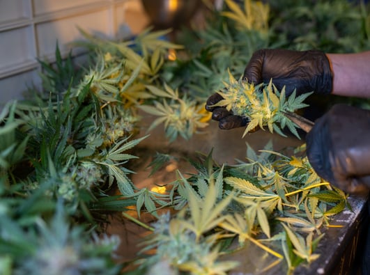 Catholic Scholars Caution: Trump Eyes Marijuana Shift
