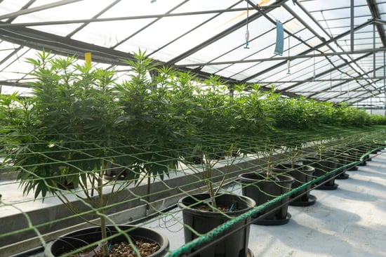 Concerns Rising: Tonawanda Cannabis Facility