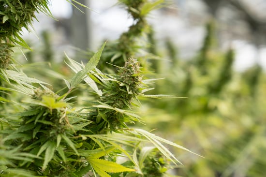 California’s Cannabis Task force acts on $222M Bust!