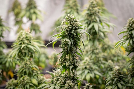 DeWine Orders Temporary Ban on Hemp Sales