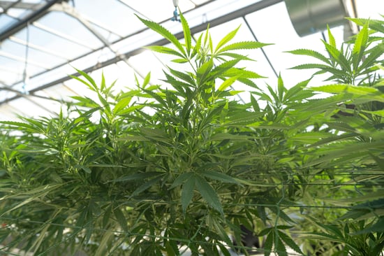 Beware: Fake Sites for Medical Cannabis Cards
