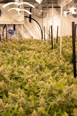 CBSA Seized $1.2M Cannabis at Calgary Airport!