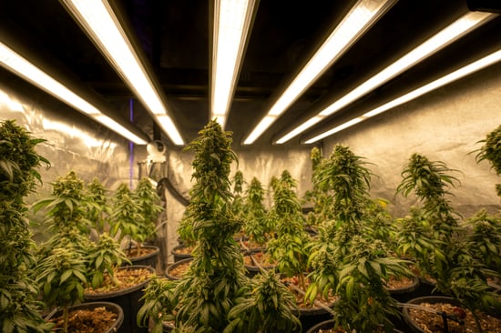 Great Falls Cannabis Facility Greenlit to Operate