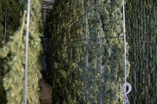 Winter Springs Man Arrested Post Marijuana Bill Failure