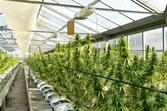 NM State Employee Allegedly Ruins Cannabis Farm