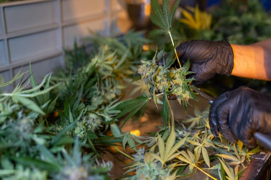 Wisconsin Tribes Grow Hemp for Healing