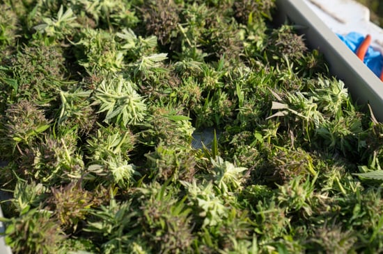 NJ Unveils NJ LEAF to Boost Cannabis Supply!