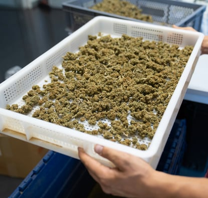 Vermont's Cannabis Market: Have Your Say!