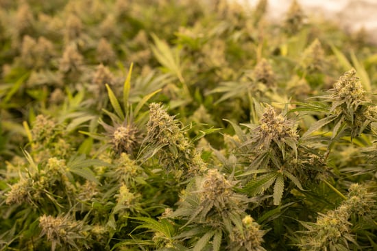 D.C. Bill: Extend Cannabis Licenses to 4 Years
