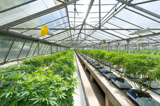 Richmond Celebrates 45 New Cannabis Jobs!