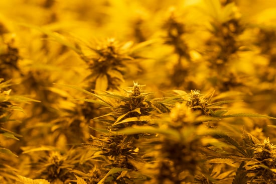 Omaha Tribe Cannabis Commission Convenes