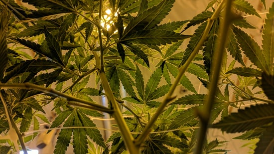 Greenville Co. Home Bust: 2 Charged For Marijuana Grow