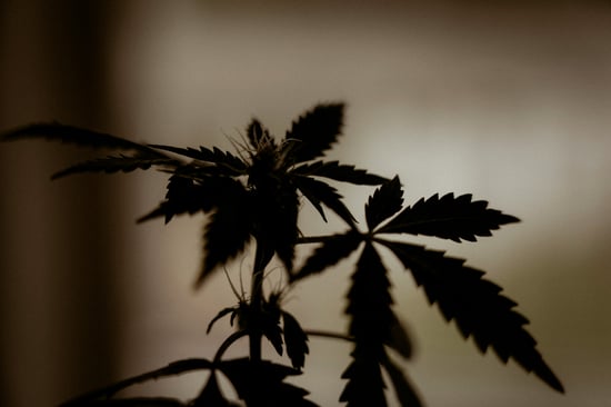 THC-Free Hemp: The New Buzz!