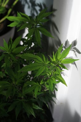 Backyard Cannabis Crisis in Essex Junction?