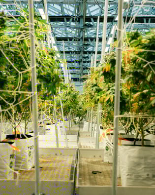 Future Tech in Cannabis Cultivation Unveiled!