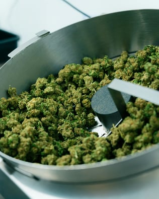Godfrey Man Indicted: Cannabis Operation Exposed