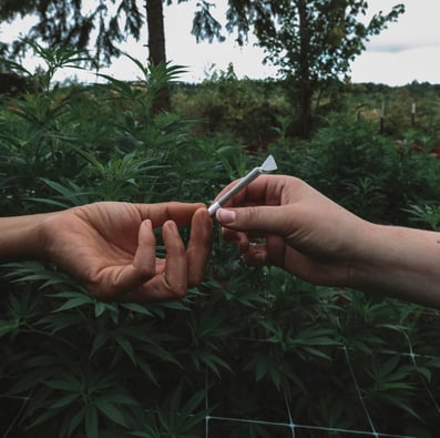 Hastings Council Greenlights Cannabis Expansion