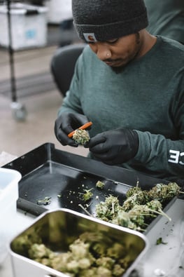 Pacific Grove Invites Dispensary Dreams!