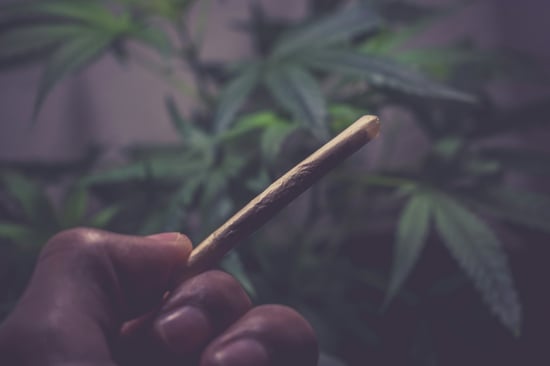 How Alcohol Trumps Cannabis in Surprise Pregnancies