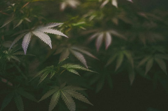 Cartel Chaos Impacting Cannabis Growth Now