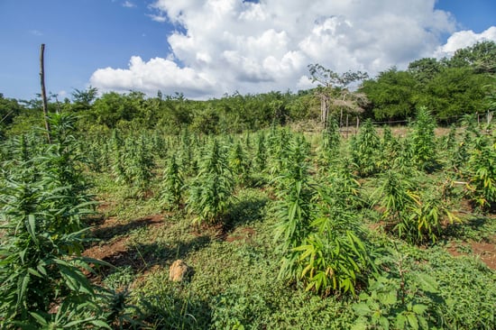 NDLEA Wipes Out Huge Cannabis Field in Kogi!