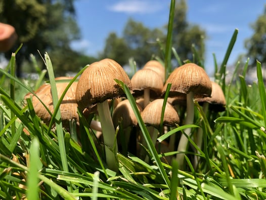 Journey: From Marijuana to Mushrooms