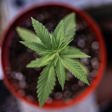 CBD Breakthrough: Trump, Hemp, Seniors' Health