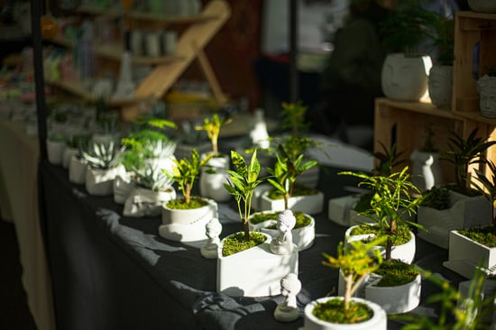 DC's Marijuana Market: Cultivators Seize Now