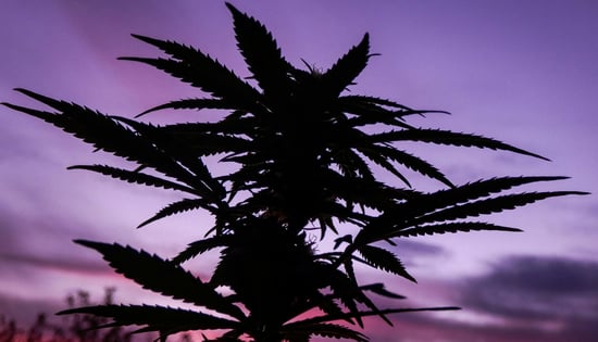 President Trump Speaks: Farm Bill & Cannabis Impact