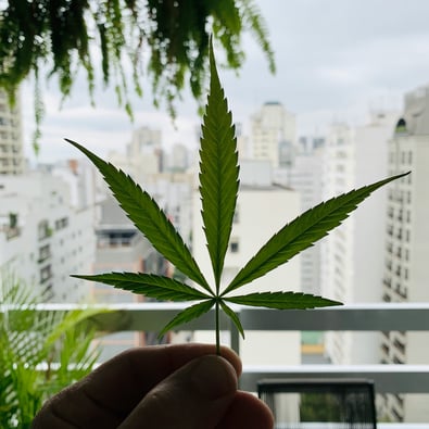 Cannabis Biz Settles $620k Environmental Fine