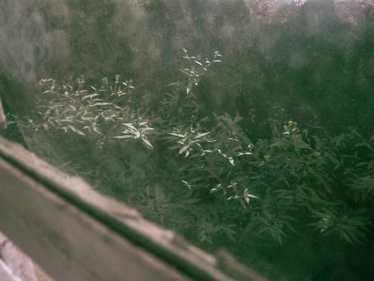 Elk Township Farm Eyed for Cannabis Enterprise