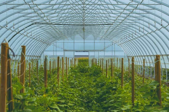 N.Y. Cannabis Tracking System Delayed 6+ Months
