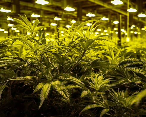Cannabis Bust at Parika Façade Chicken Farm!