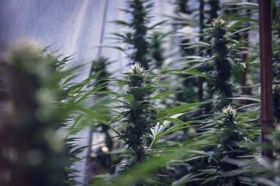 NDLEA Bust Plateau Cannabis Farm, Arrests Made