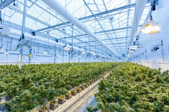 Milford Cannabis Facility Closing: 150+ Laid Off