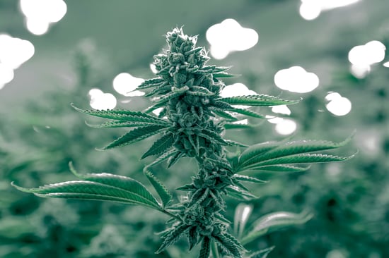 Perrysburg Debates Marijuana Moratorium