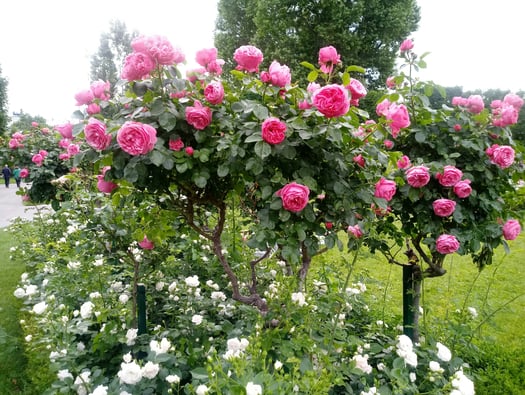 Rose Bush Bandit: Cannabis Capers Unveiled!