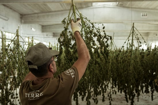 Law Reform Commission tackles Cannabis Decriminalization
