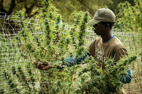 Sheriff & Wildlife Eradicate 16 Illegal Cannabis Ops