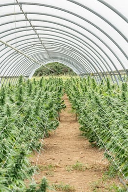 Illegal Weed Farm Busted in Sequoia Park!