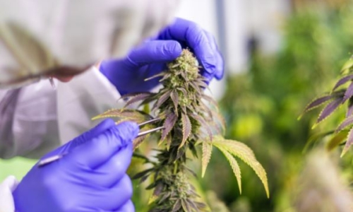 22 new Medical Marijuana treatment center licenses in Florida