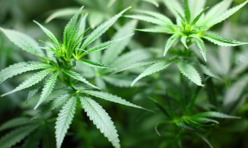 Louisiana house of representatives passes Cannabis expungement bill