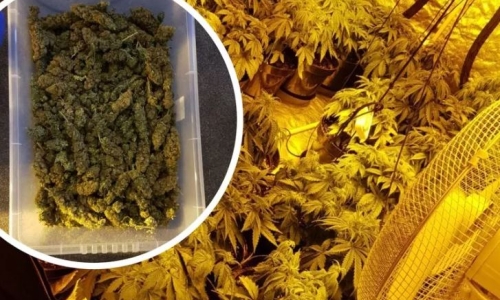 Landlord turns pub into Cannabis farm after business closes
