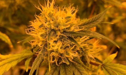 Washington lawmakers make another run at legalizing Homegrown Marijuana